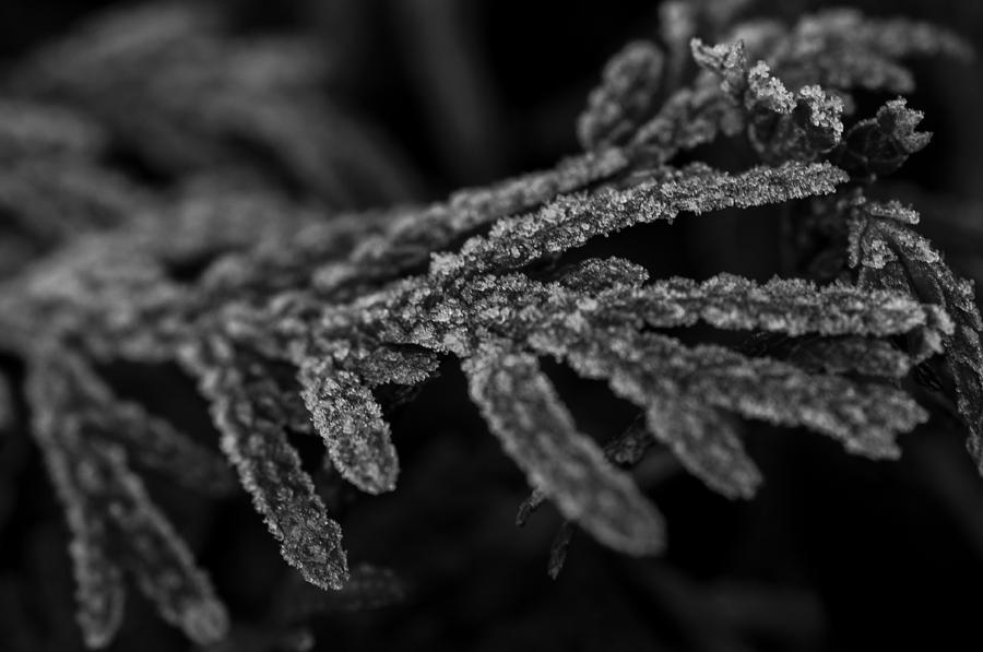 Morning Frost #3 Photograph by Miguel Winterpacht