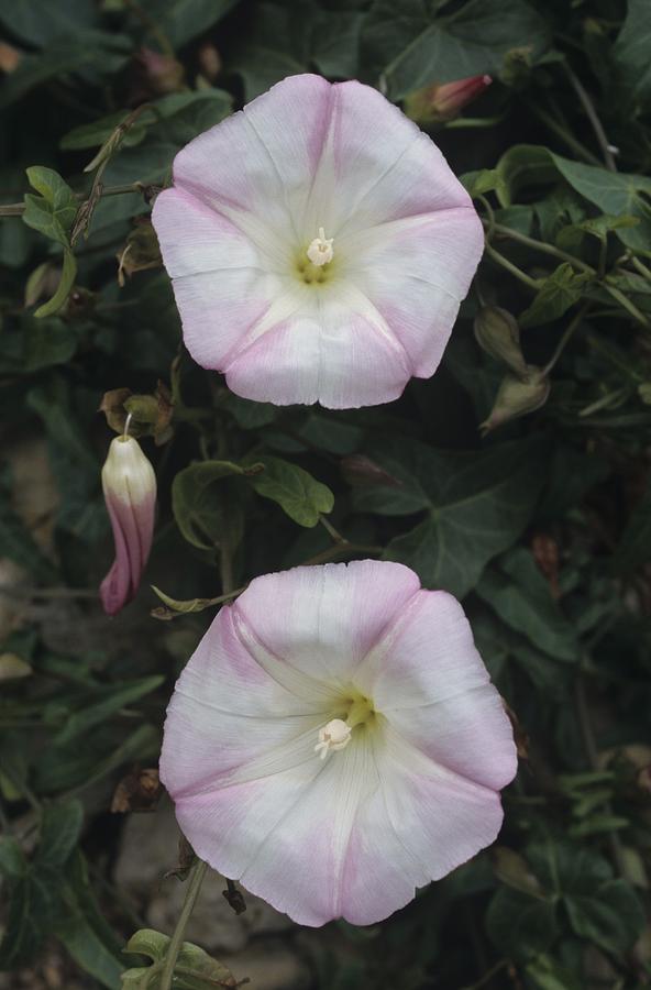 Morning Glories by Don Kreuter Morning Glories by Don Kreuter