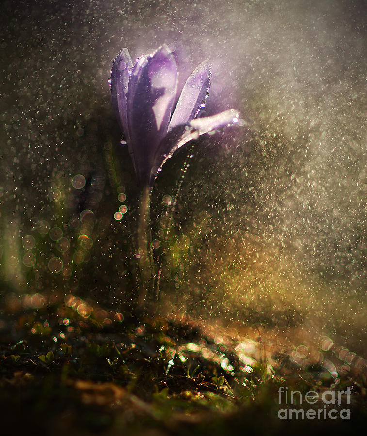 Spring Photograph - Morning impression #1 by Jaroslaw Blaminsky