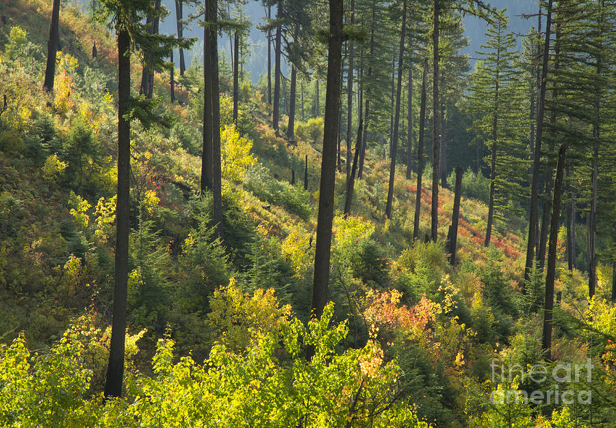 Morning Light #1 Photograph by Idaho Scenic Images Linda Lantzy