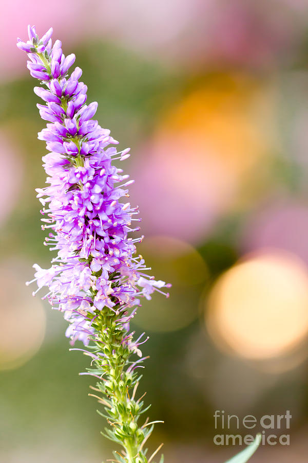Morning Light Portrait by Patricia Bainter Morning Light Portrait by Patricia Bainter
