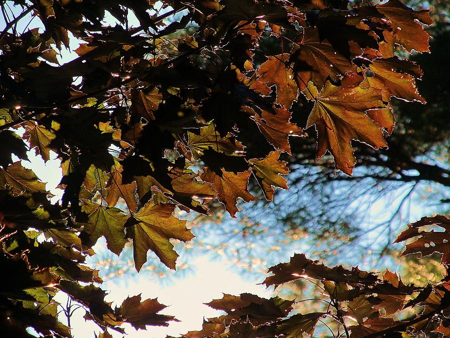Morning Maple Leaves #1 Photograph by Loretta Pokorny