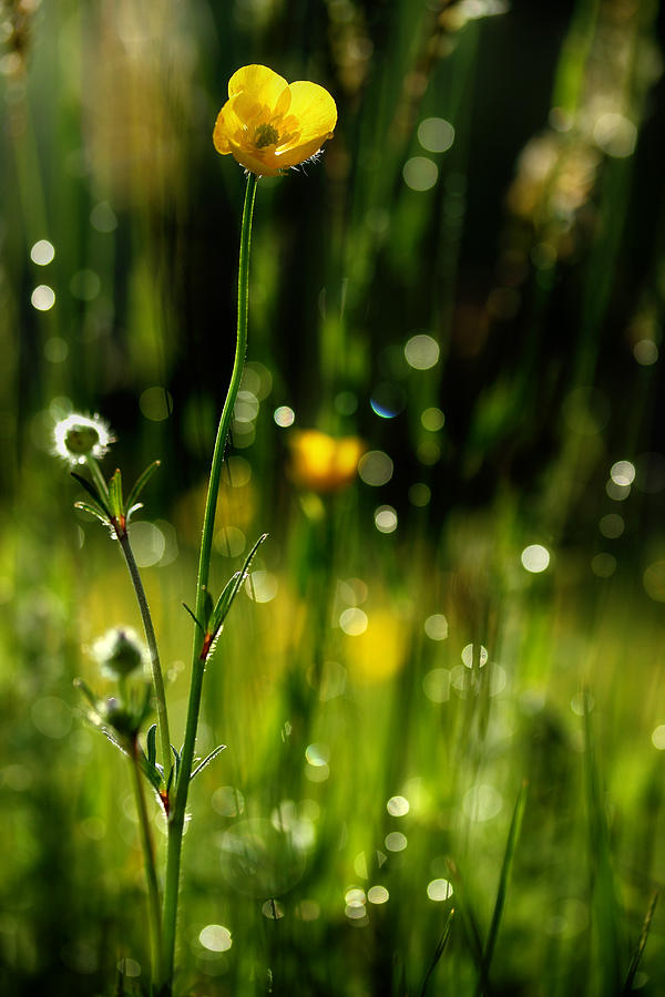 Morning Meadow #2 Photograph by Michael Eingle