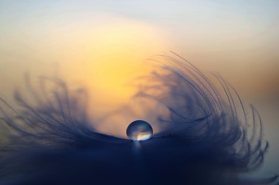 Feather Photograph - Morning #1 by Peep Loorits