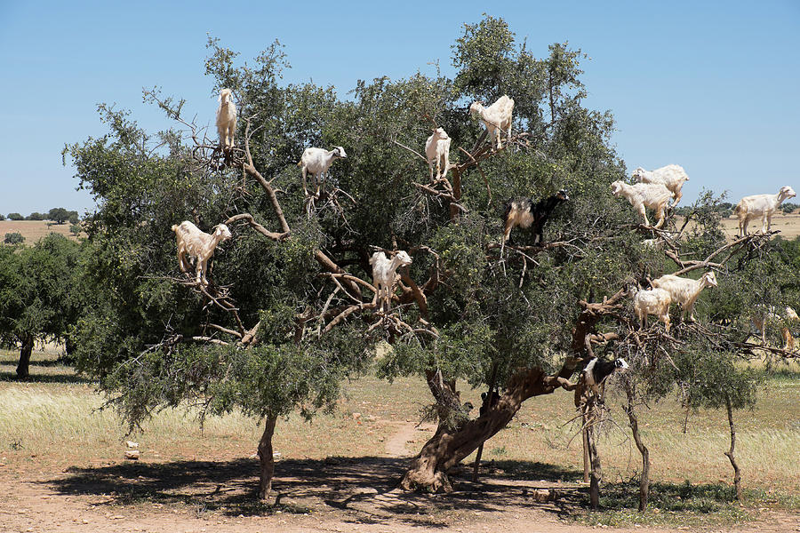 Morocco, Road To Essaouira, Goats Photograph by Emily Wilson - Fine Art ...