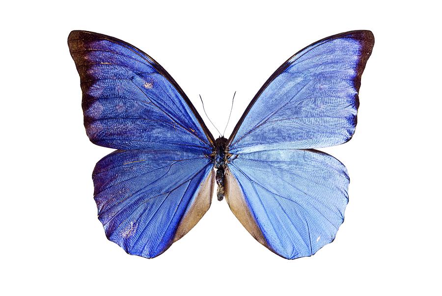 Morpho butterfly #1 Photograph by Science Photo Library