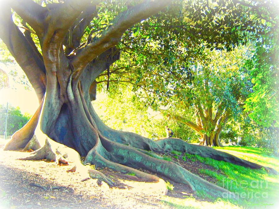Morton Bay Fig Tree Photograph by Leanne Seymour