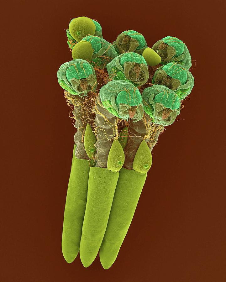 Mosquito Egg Raft With Hatching Larvae #1 Photograph by Dennis Kunkel Microscopy/science Photo Library