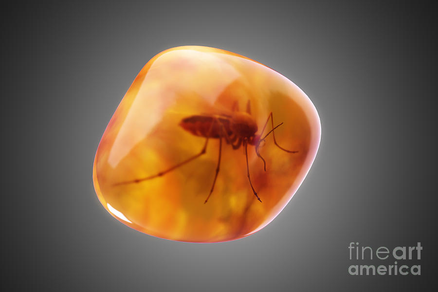 Amber Fossils Mosquito