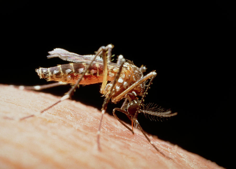 Оранжевый комар. Комар желтого цвета. Желтая лихорадка комар. Dipsocoridae Dohrn.