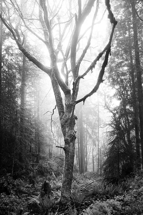 Moss and Tree #1 Photograph by D Scott Clark