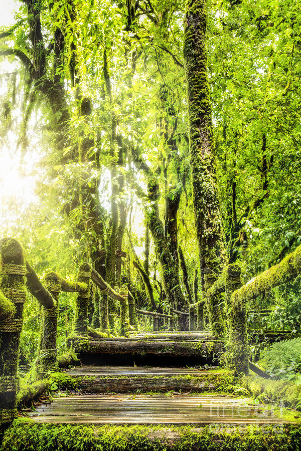 Fall Photograph - Moss around the wooden walkway in rain forest #1 by Anek Suwannaphoom