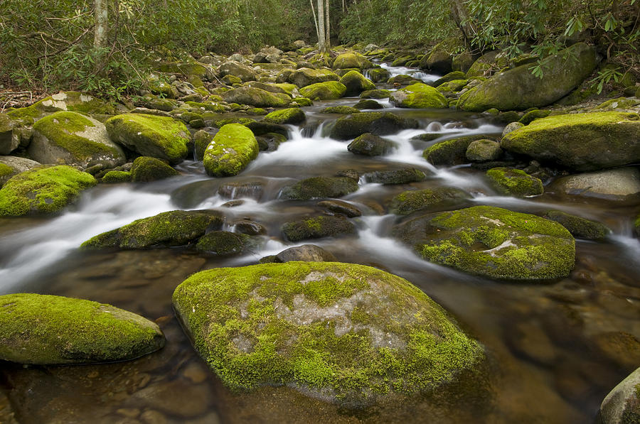 Moss Boulders And Stream Great Smoky Mts #1 Photograph by Steve Gettle