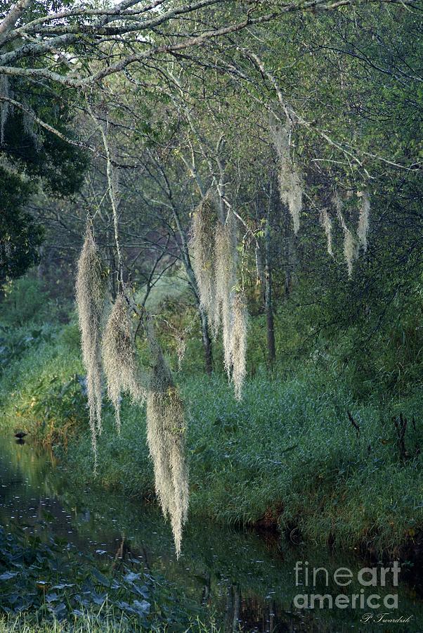 Moss Hanging Over the River Photograph by Patricia Twardzik