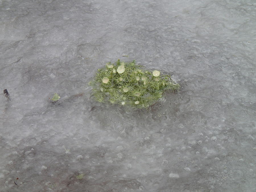 Moss on Ice 1 Photograph by Robert Nickologianis