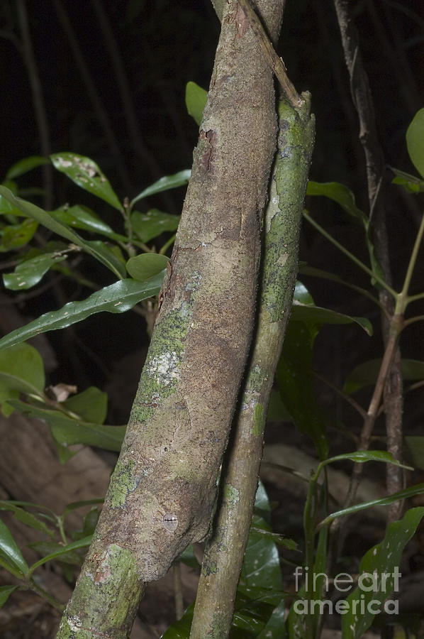 Mossy Leaftailed Gecko #1 Photograph by Greg Dimijian