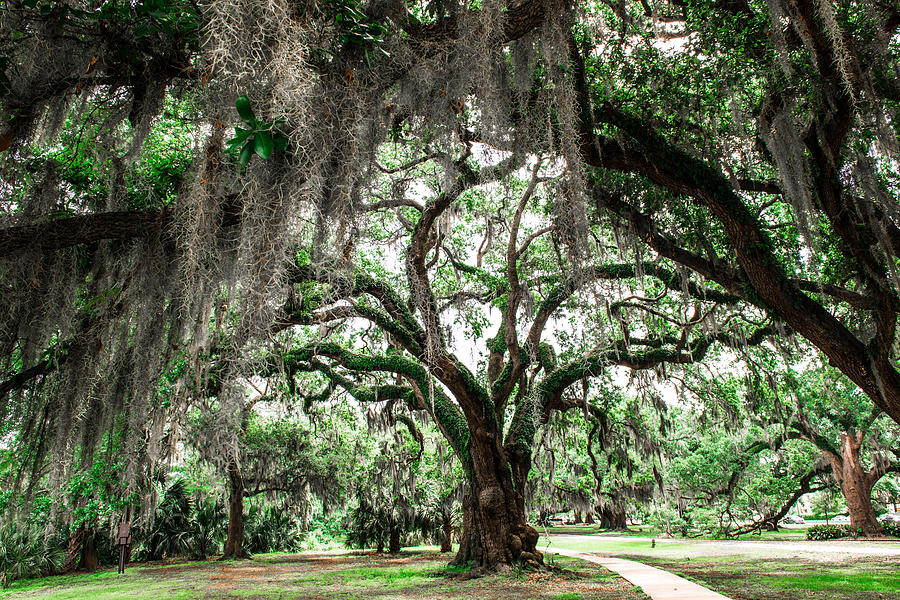 Mossy Oaks Photograph by Jeff Tureaud | Fine Art America