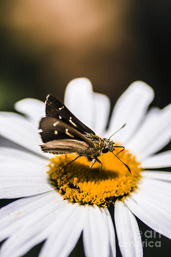 Moth insects on a bright and lush garden flower #1 Photograph by Jorgo Photography