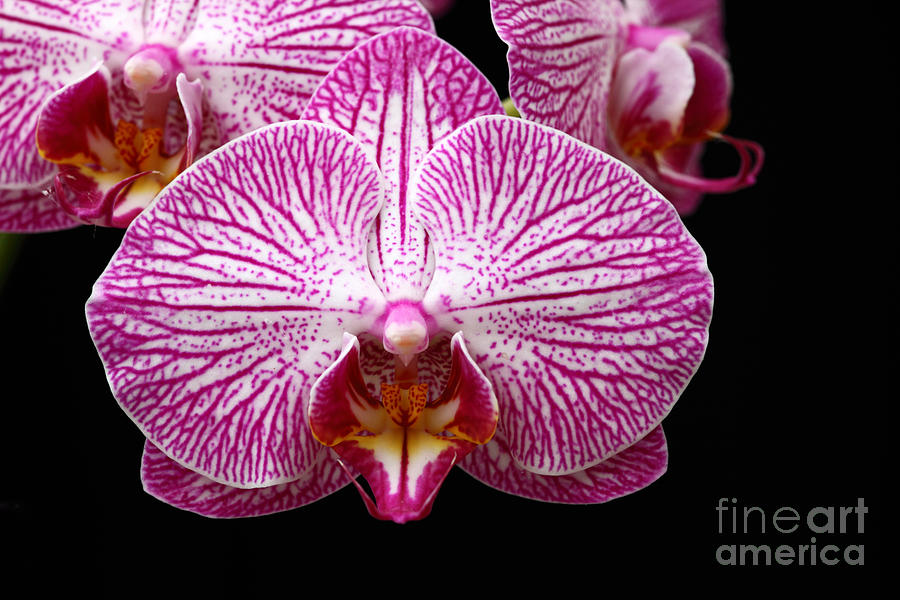 Moth Orchid close up Photograph by James Brunker
