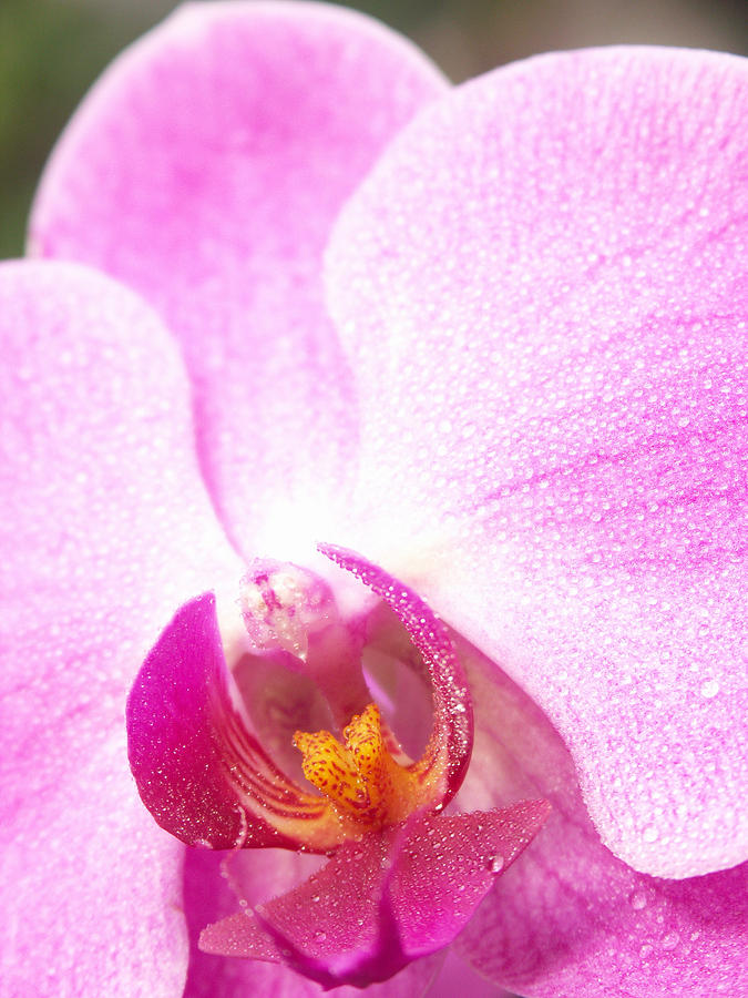 Moth Orchid Phalaenopsis Sp #1 Photograph by Bonnie Sue Rauch