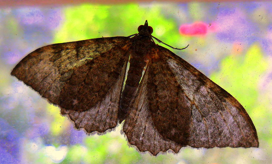 Moth #2 Photograph by Salman Ravish