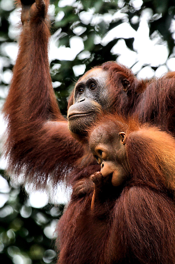 Mother And Baby Orangutan Borneo Photograph By Carole Anne Fooks Fine