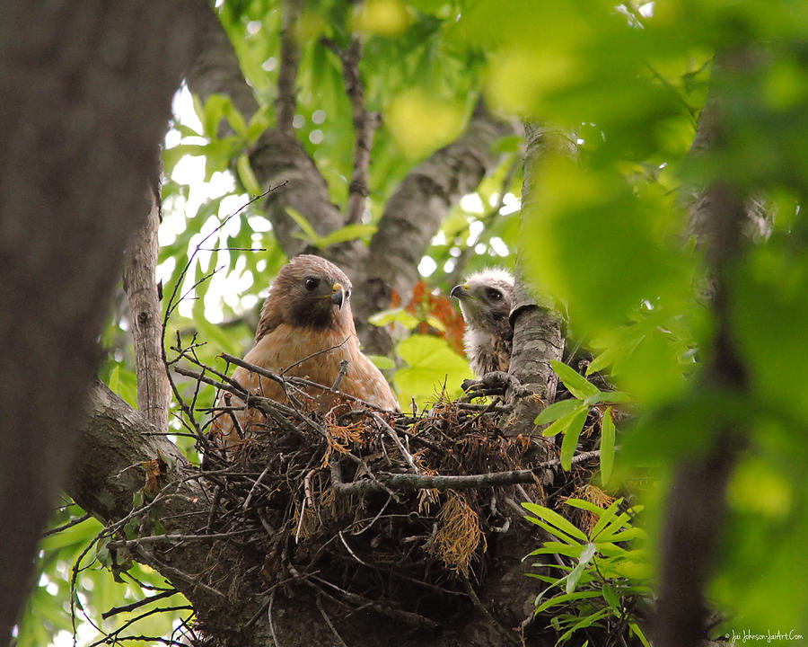 Mother and Baby Red Shouldered Hawk Photograph by Jai Johnson