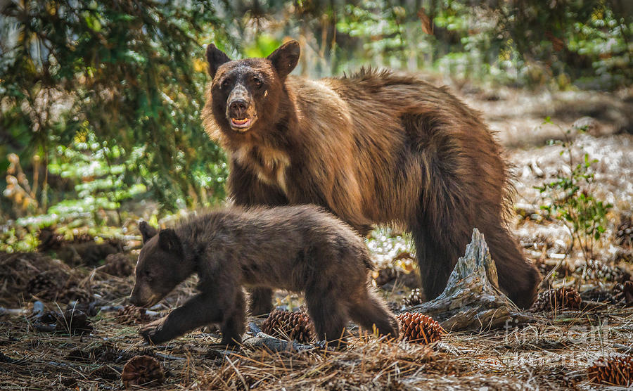 Bear Photograph - Mother And Cub #1 by Mitch Shindelbower