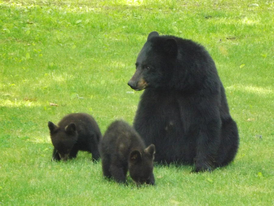 Mother Bear Photograph by Cheryl King - Fine Art America