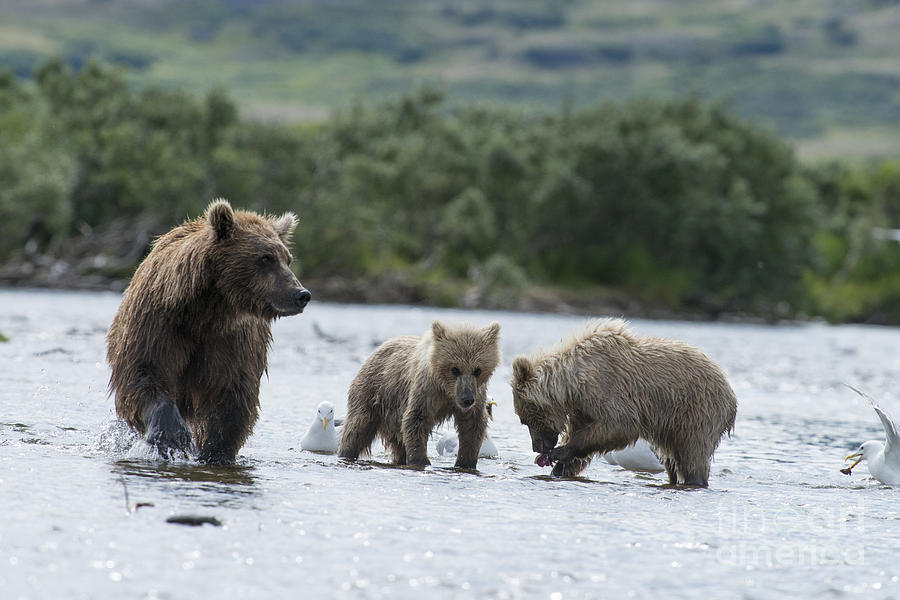 Mother brown bear with two cubs eating salmon #1 Photograph by Dan Friend