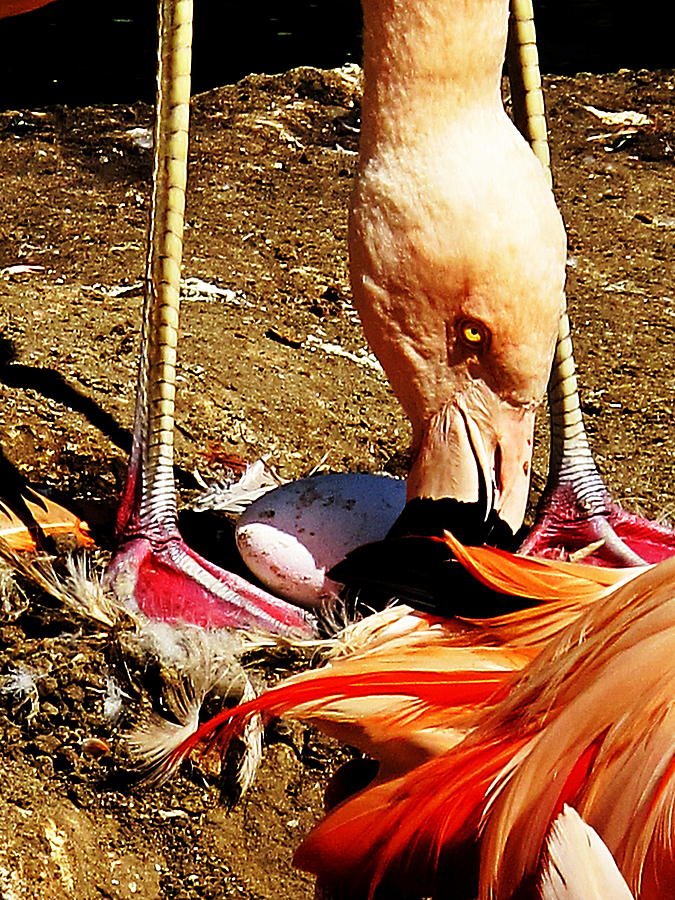 Mother Flamingo And Her Egg #1 Photograph by John King I I I