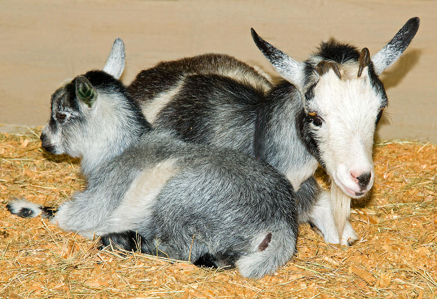 Mother Goat And Baby Photograph By Millard H. Sharp - Pixels