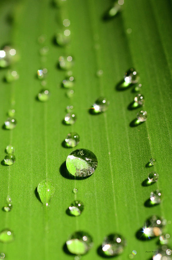 Water Drop on Green Leaf Photograph by Crystal Wightman