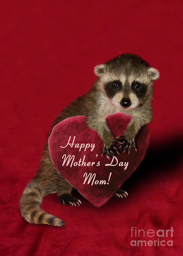 Candy Photograph - Mothers Day Raccoon #1 by Jeanette K
