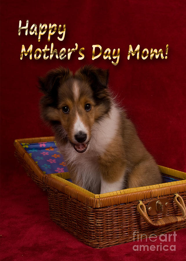 Candy Photograph - Mothers Day Sheltie Puppy #1 by Jeanette K