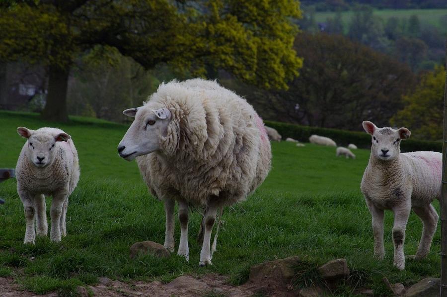 Sheep Photograph - Mothers love #1 by Lorraine Lumb