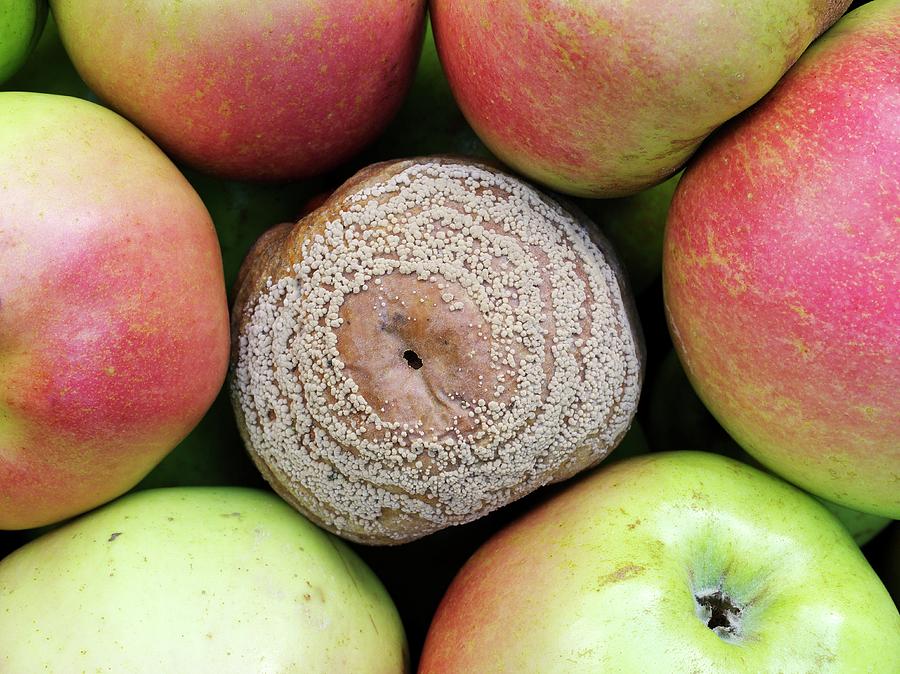 Nature Photograph - Mouldy Apple #1 by Dr Jeremy Burgess/science Photo Library