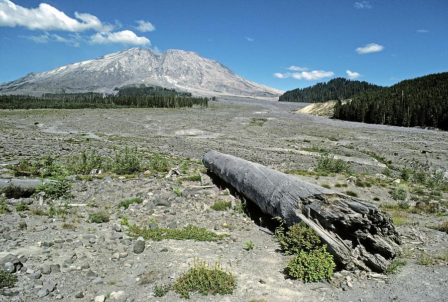 Nature Photograph - Mount St Helens Lahar Area Regrowth #1 by Dr Juerg Alean