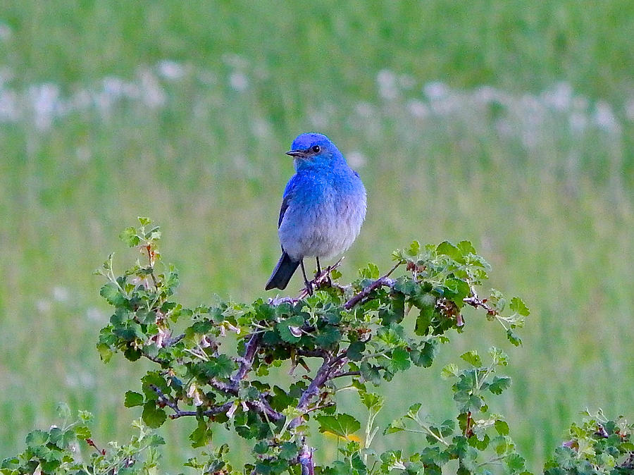 Mountain Bluebird #1 Photograph by Dan Miller