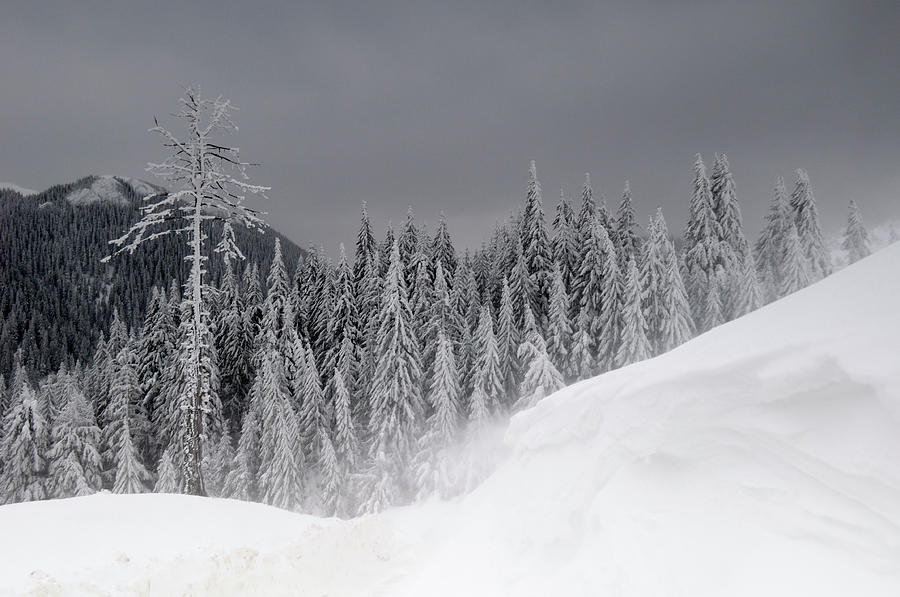 Mountain Fir Forest In Winter Season #1 Photograph by Aureliangogonea