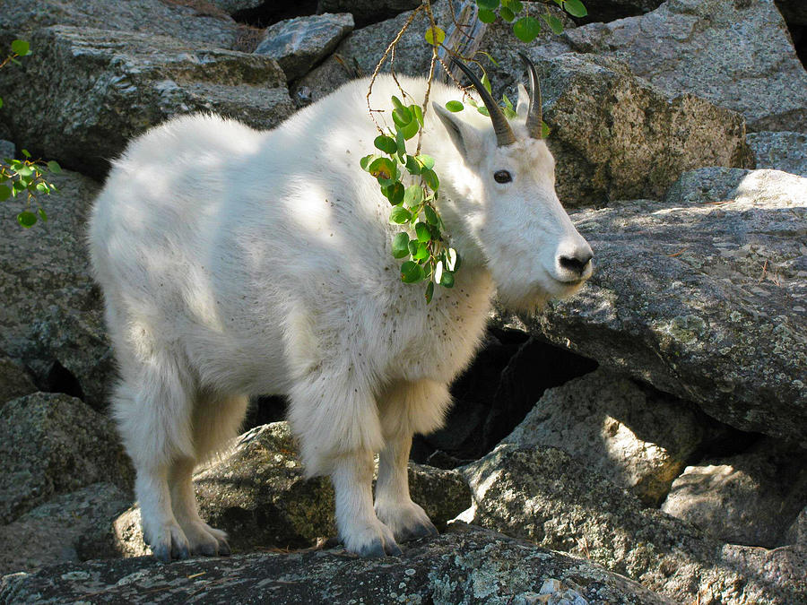 Mountain Goat at Mt Rushmore Photograph by Jens Larsen