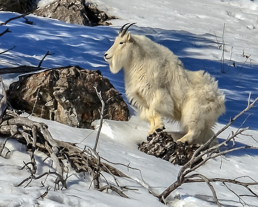 Mountain Goat Billy Photograph by Yeates Photography