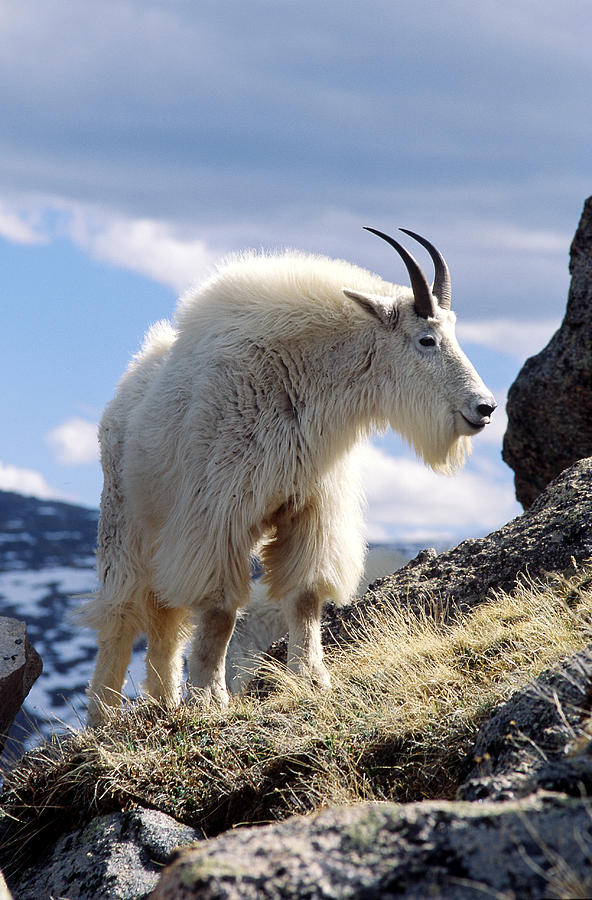 Mountain Goat #1 Photograph by Craig K. Lorenz