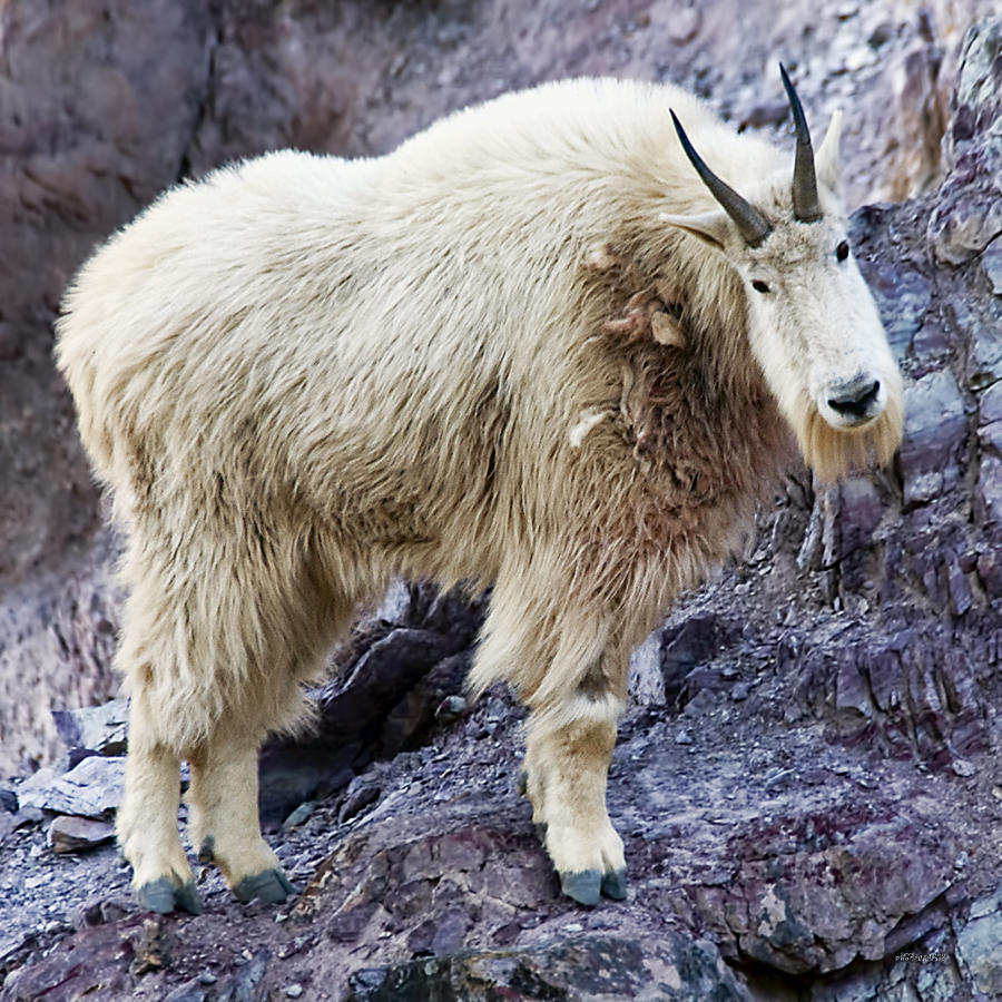 Mountain Goat #1 Photograph by Jim Lucas