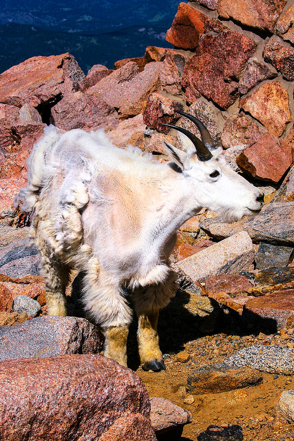 Mountain Goat Photograph by Juli Ellen