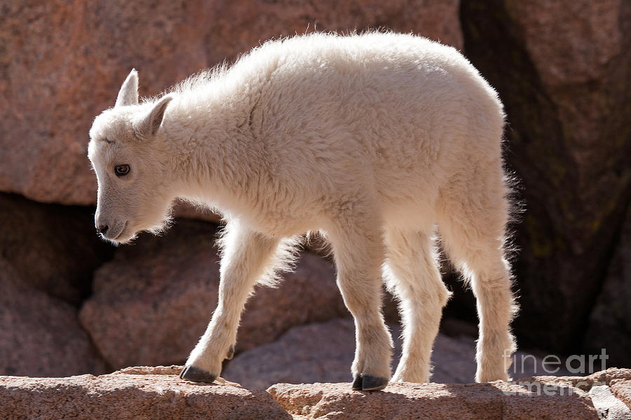 Mountain Goat Kid on Mount Evans #1 Photograph by Fred Stearns