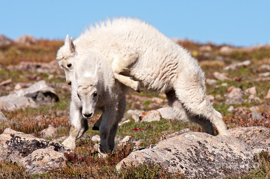 Mountain Goat Kids Playing on Mount Evans #1 Photograph by Fred Stearns