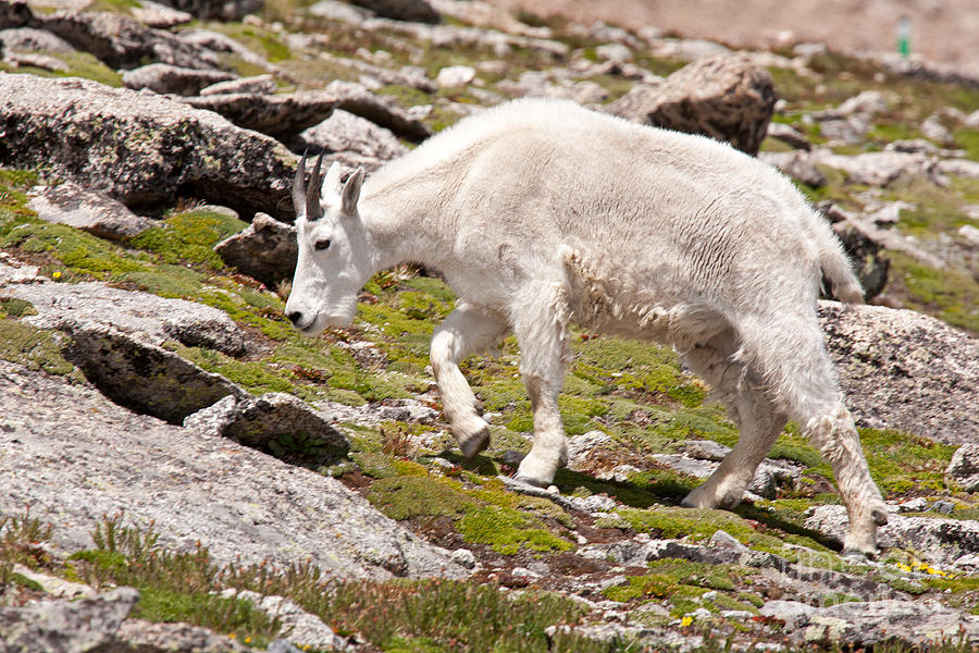 Mountain Goat on Mount Evans #1 Photograph by Fred Stearns