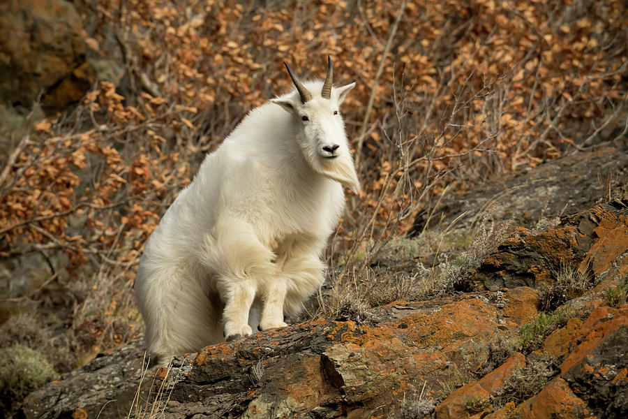 Mountain Goat  Oreamnos Americanus #1 Photograph by Doug Lindstrand