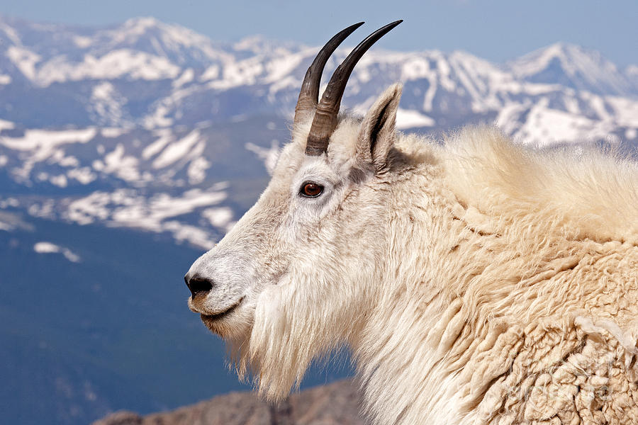 Mountain Goat Portrait on Mount Evans #1 Photograph by Fred Stearns
